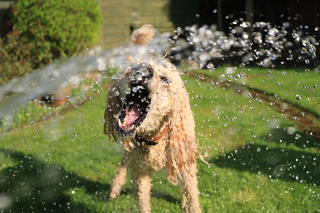 5 Ways to Trick Your Dog Into Drinking Water