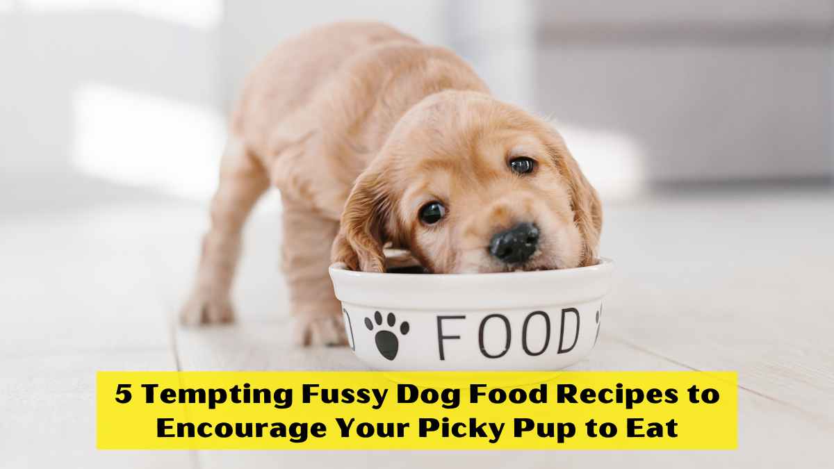 5 Tempting Fussy Dog Food Recipes to Encourage Your Picky Pup to Eat