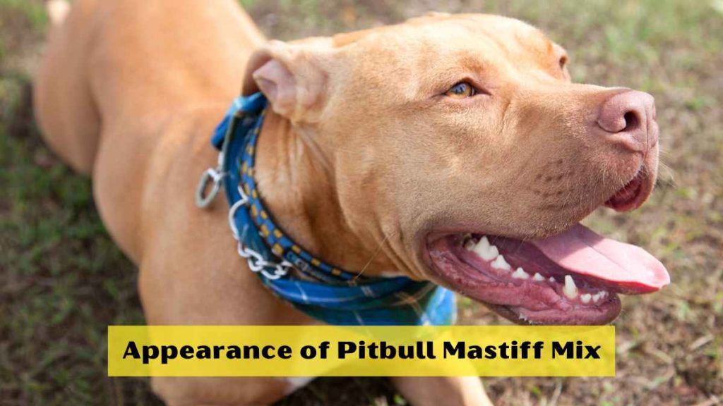 Appearance of Pitbull Mastiff Mix