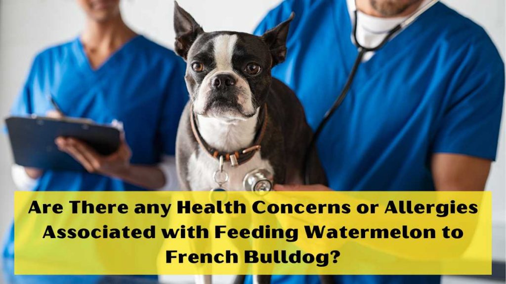 Are There any Health Concerns or Allergies Associated with Feeding Watermelon to French Bulldog