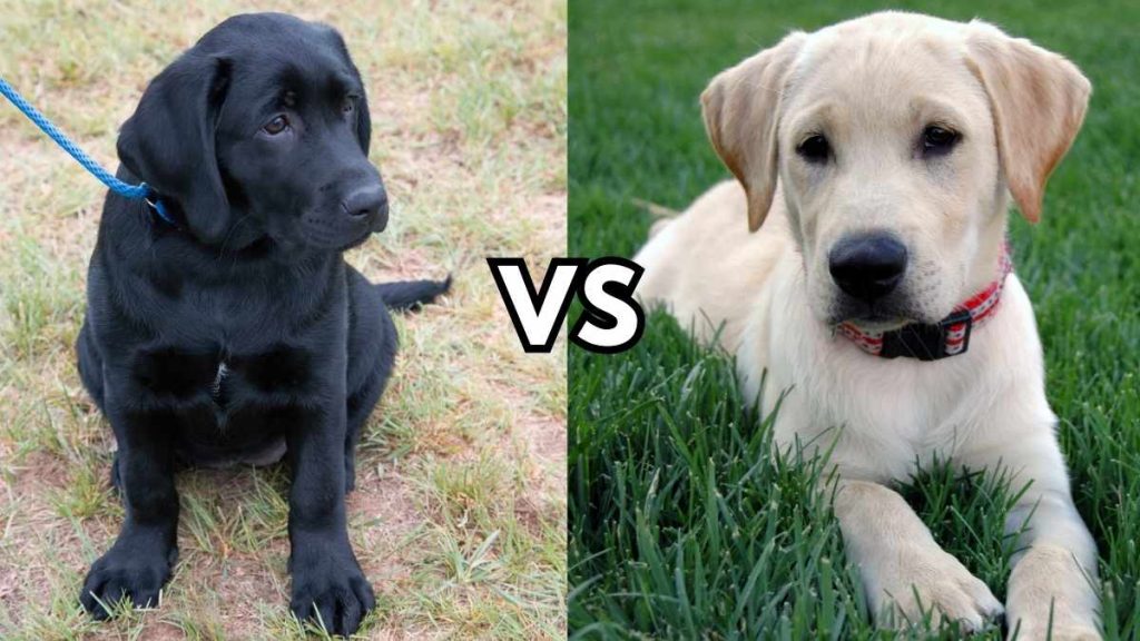 Black Lab Vs. Yellow Lab: Differences