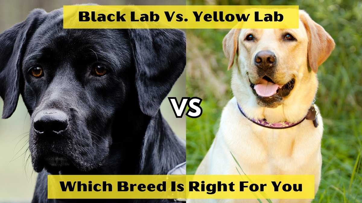 Black Lab Vs. Yellow Lab