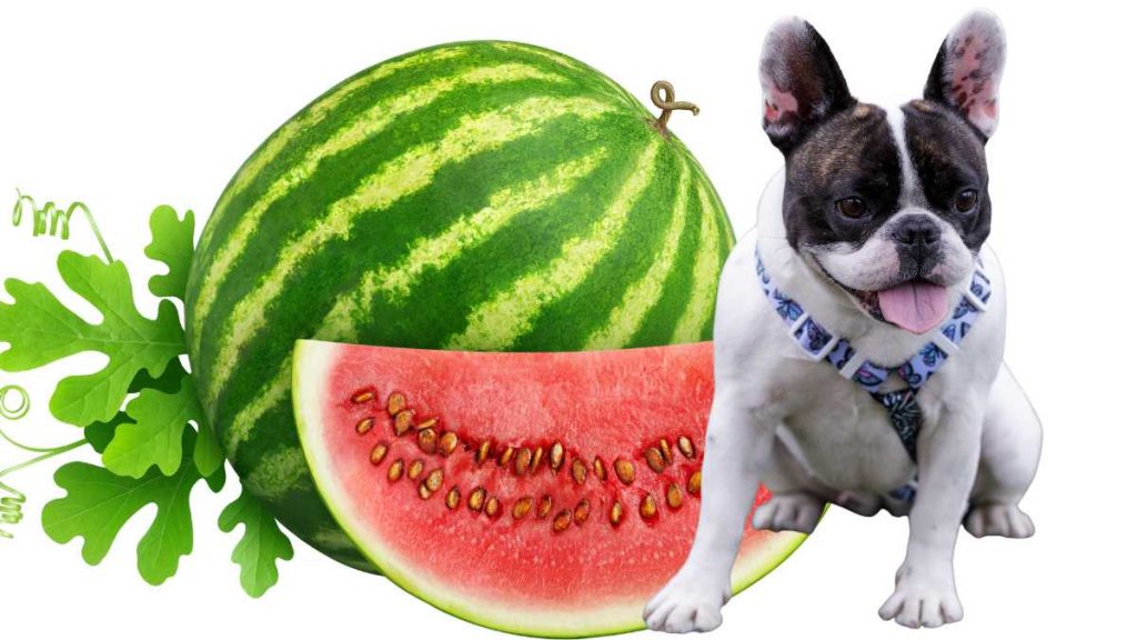 Is Watermelon Safe for French Bulldogs to Eat