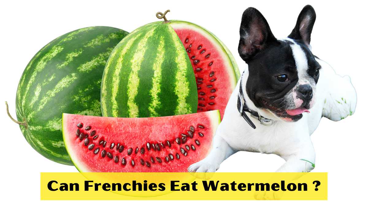 Can Frenchies Eat Watermelon