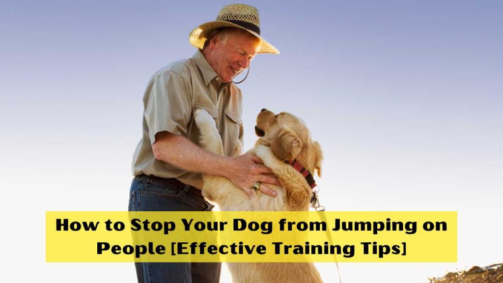 How to Stop Your Dog from Jumping on People
