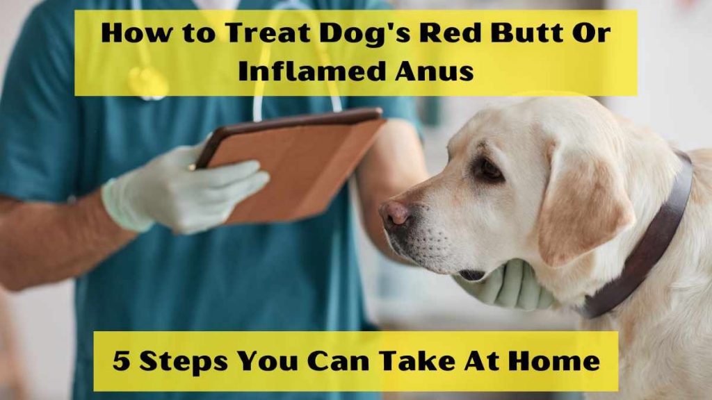 How to Treat Dog's Red Butt Or Inflamed Anus: 5 Steps You Can Take At Home