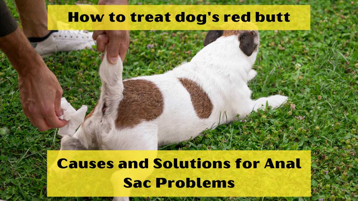 How to Treat Dog's Red Butt