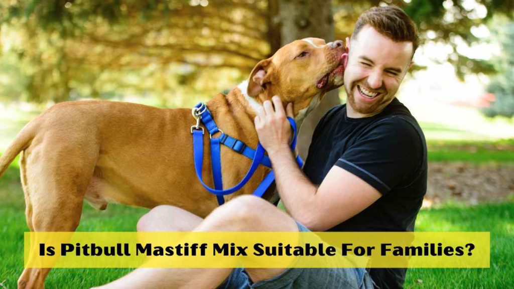 Is Pitbull Mastiff Mix Suitable For Families