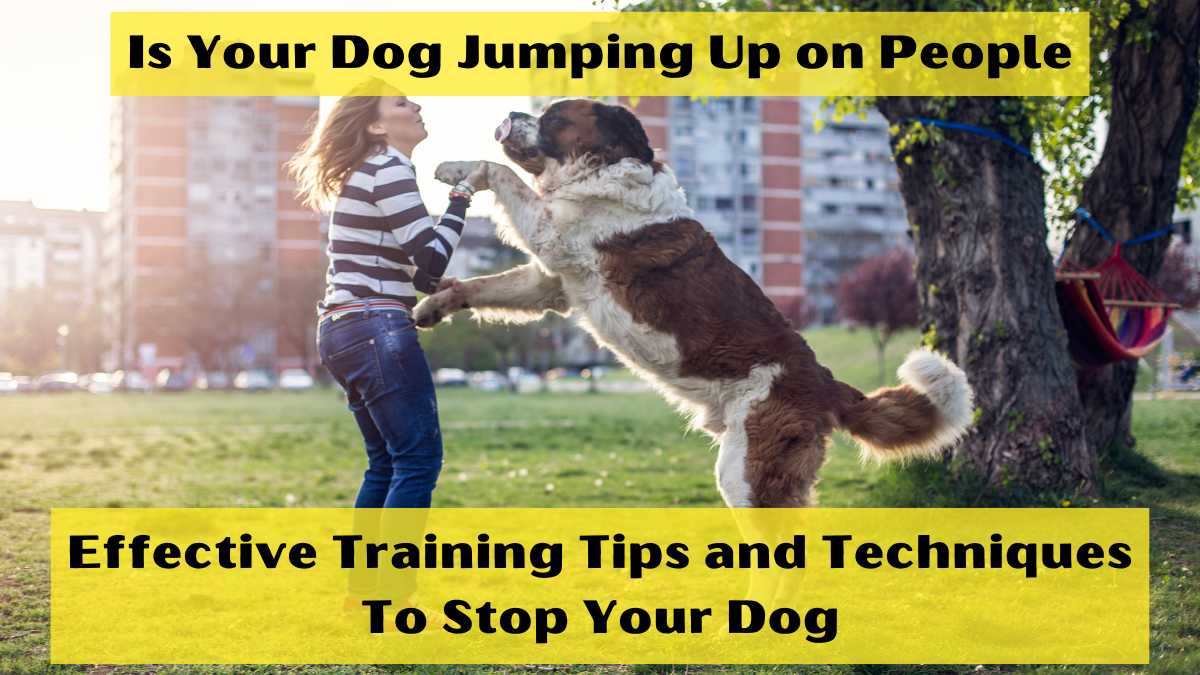 Is Your Dog Jumping Up on People