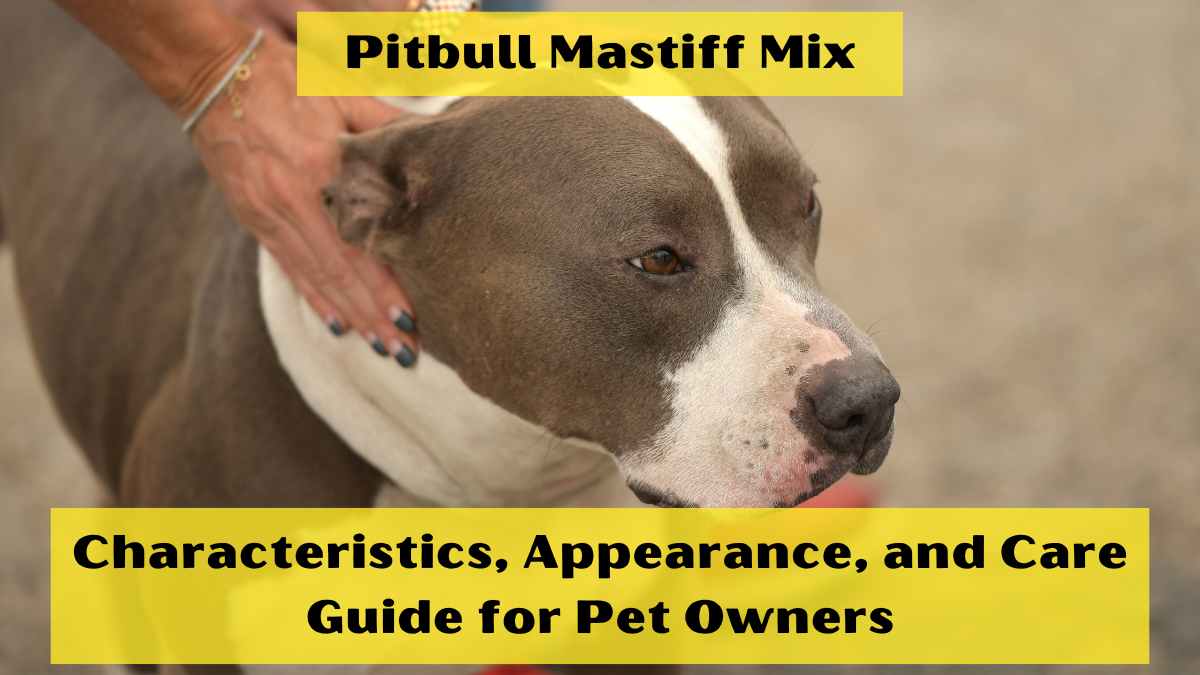Pitbull Mastiff Mix