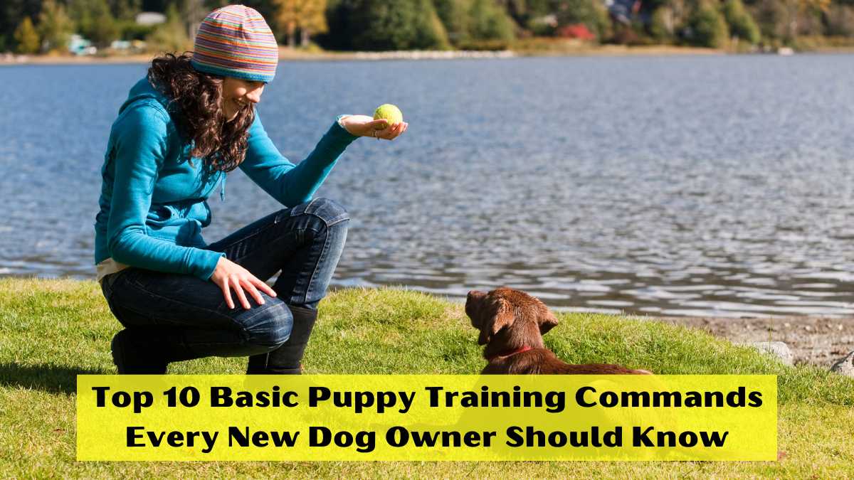 Basic puppy training commands