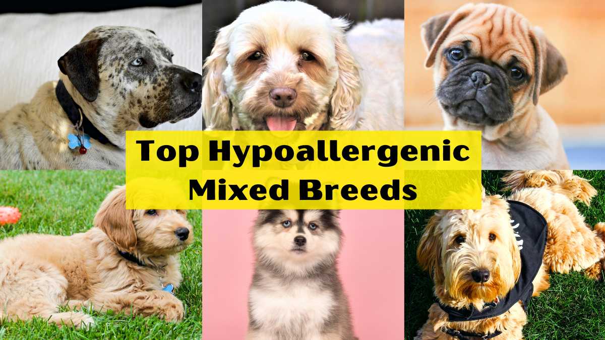 Top Hypoallergenic Mixed Breeds