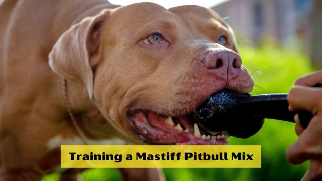 Training a Mastiff Pitbull Mix