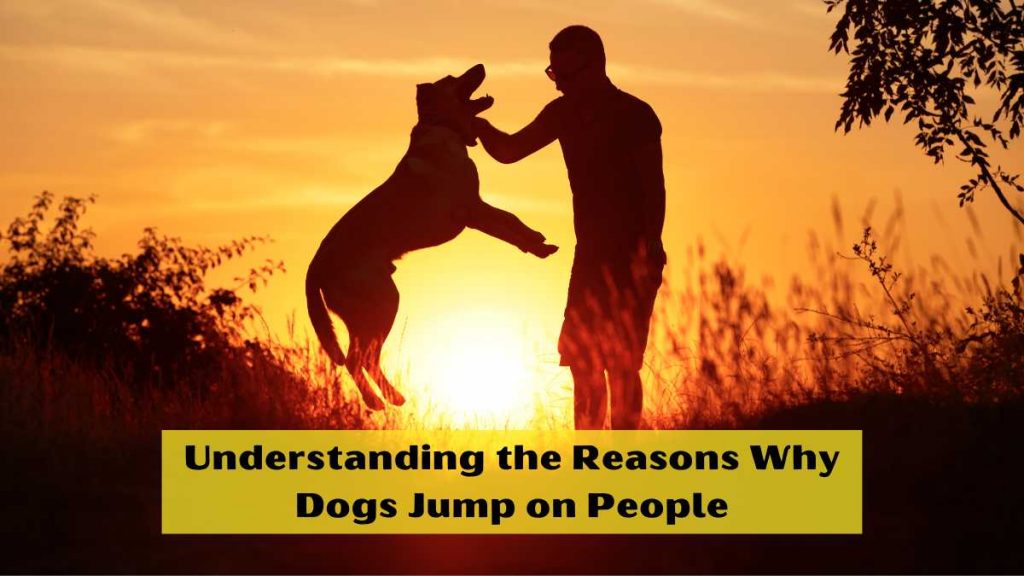 Understanding the Reasons Why Dogs Jump on People