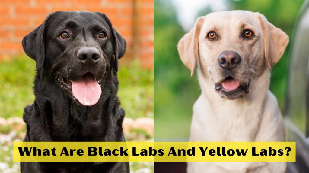 What Are Black Labs And Yellow Labs