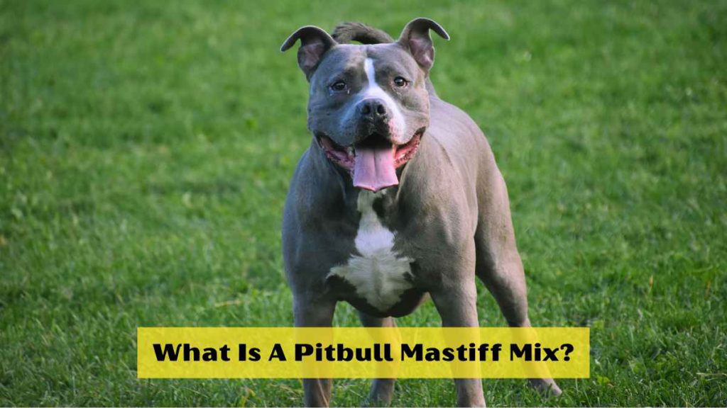 What Is A Pitbull Mastiff Mix