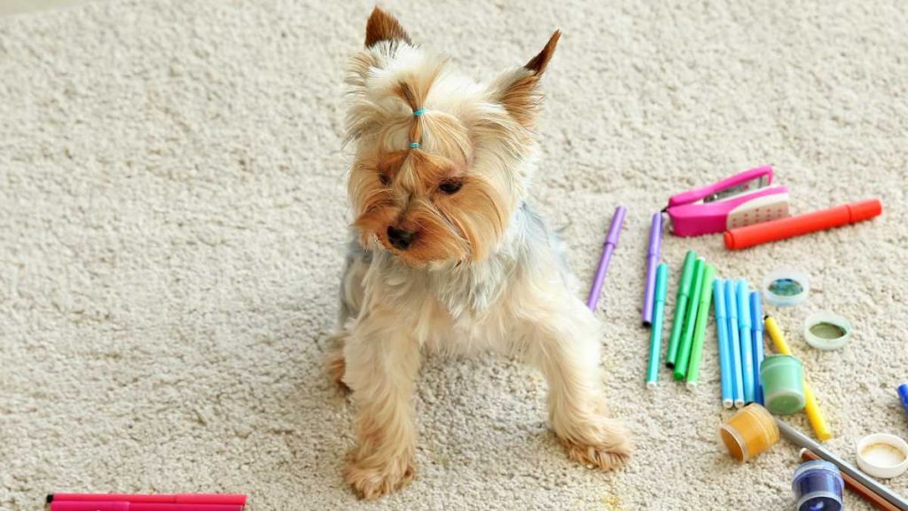 What to Do If Your Dog Eats a Pencil: Tips for Keeping Your Pet Safe