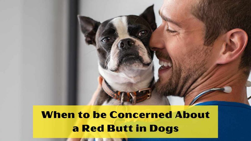 When to be Concerned About a Red Butt in Dogs