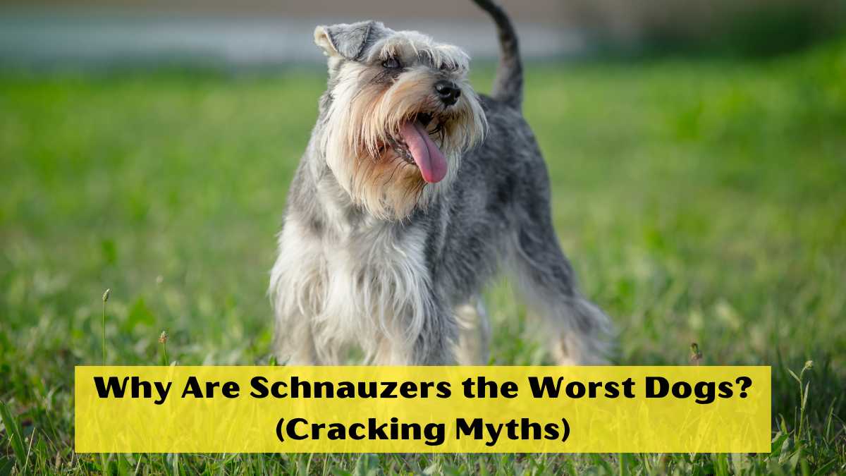 Why Are Schnauzers the Worst Dogs? Cracking Myths