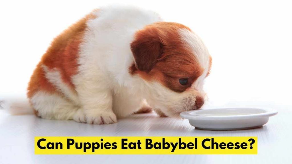 Can Puppies Eat Babybel Cheese