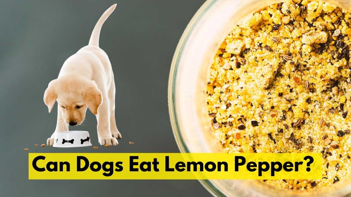 Can Dogs Eat Lemon Pepper