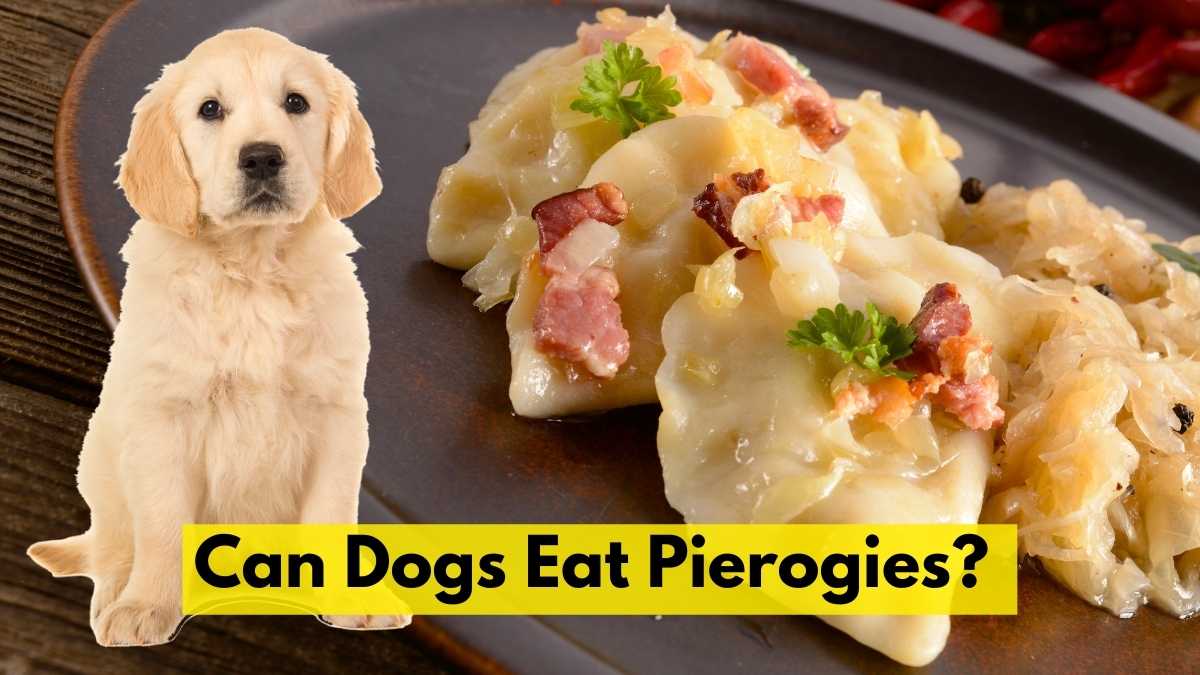 Can Dogs Eat Pierogies