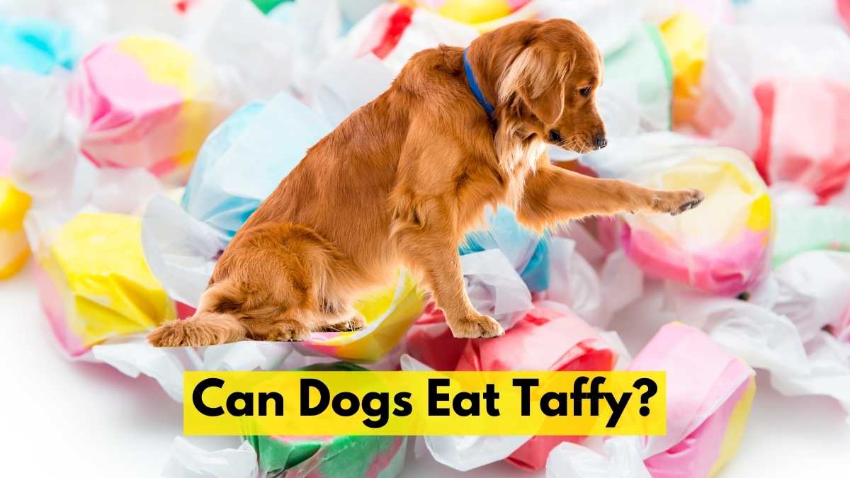 Can Dogs Eat Taffy