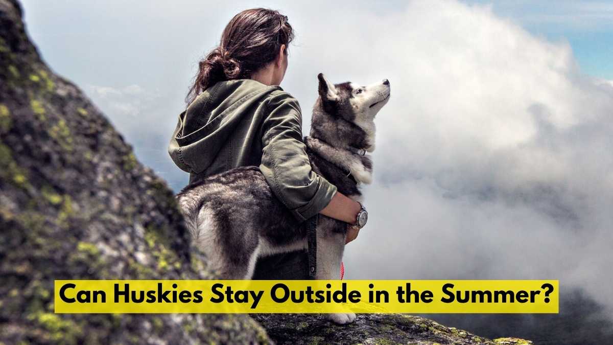 Can Huskies Stay Outside in the Summer