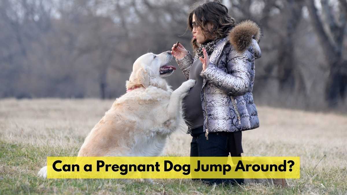 Can a Pregnant Dog Jump Around