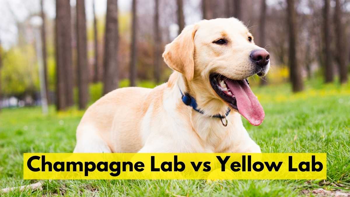 Champagne Lab vs Yellow Lab
