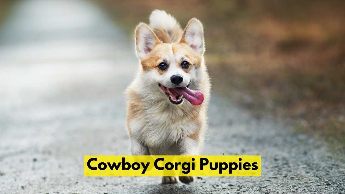 Cowboy Corgi Puppies