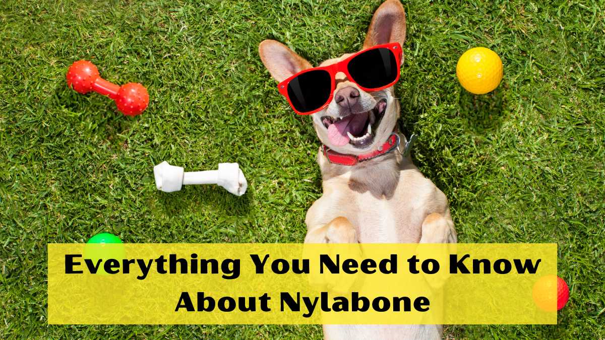 Everything You Need to Know About Nylabone