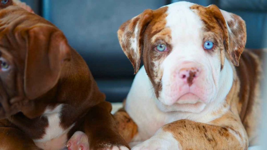 Leopard Merle Pitbull