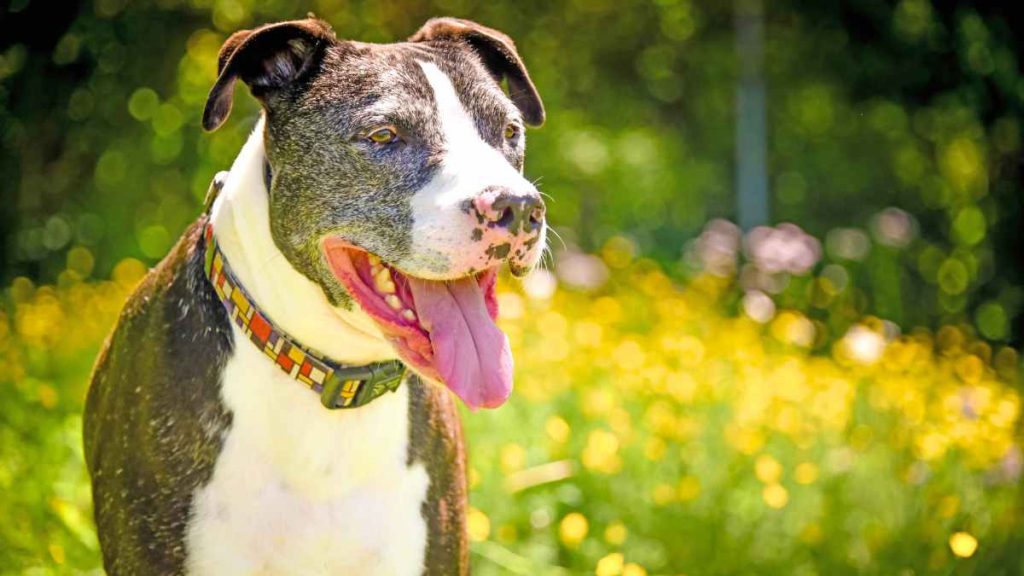 Leopard Merle Pitbull