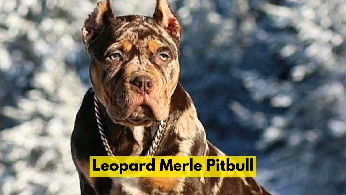 Leopard Merle Pitbull