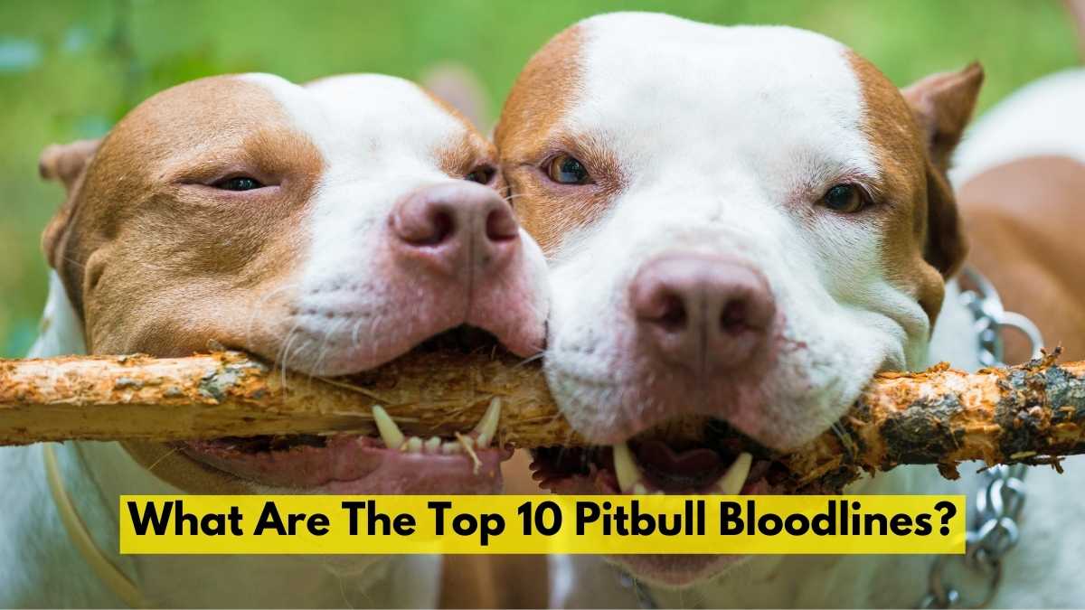 Top 10 Pitbull Bloodlines