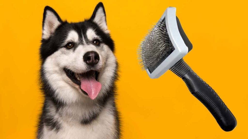 7 Best Dog Brushes for Huskies (2023) Petcowire