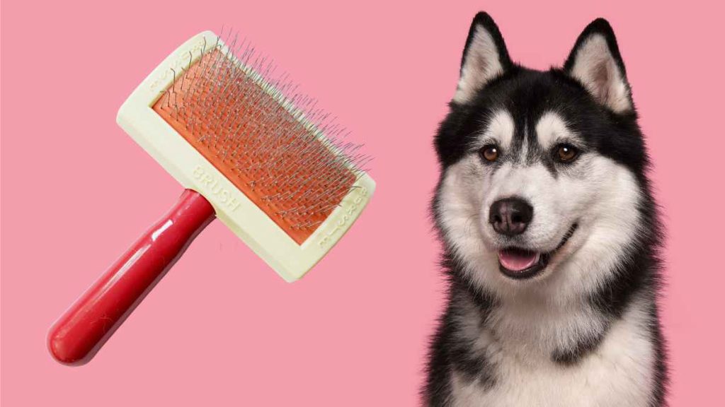 Best Dog Brushes for Huskies