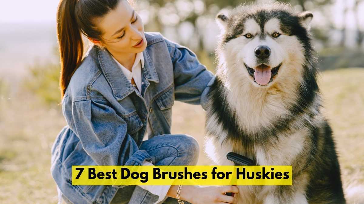 Best Dog Brushes for Huskies