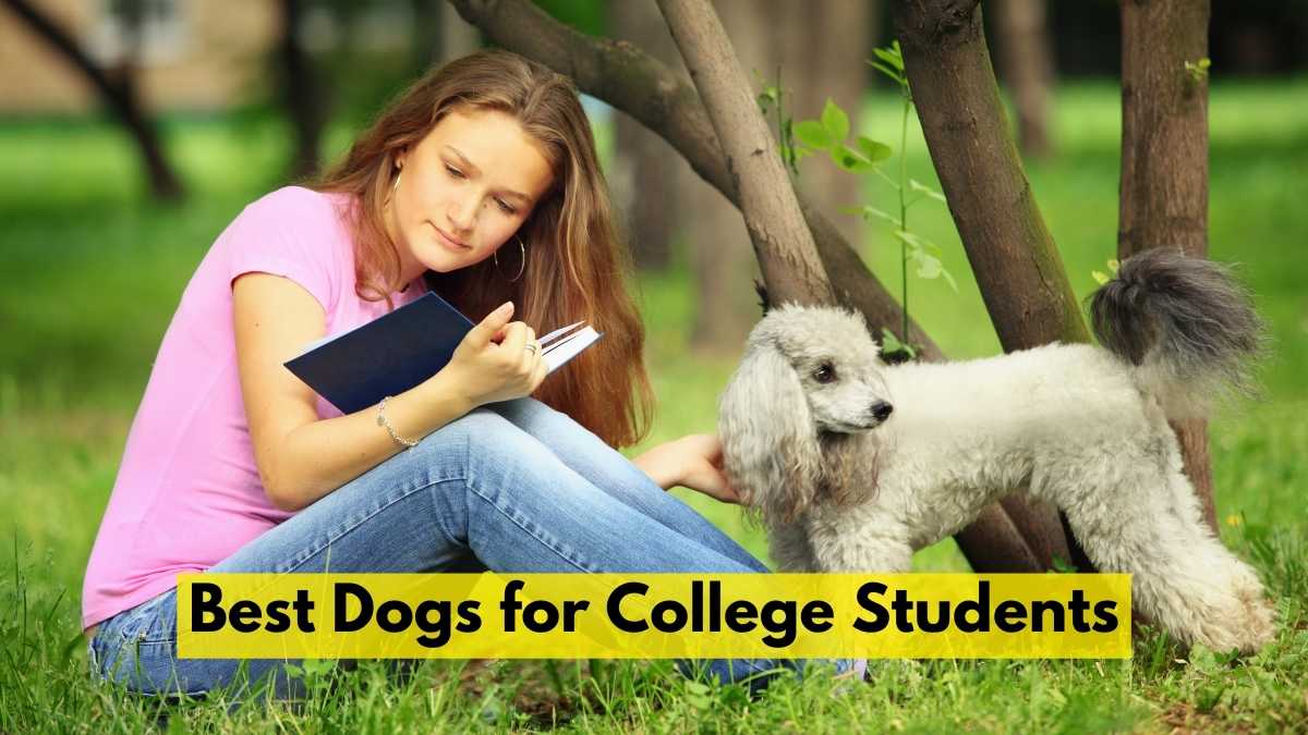 Best Dogs for College Students