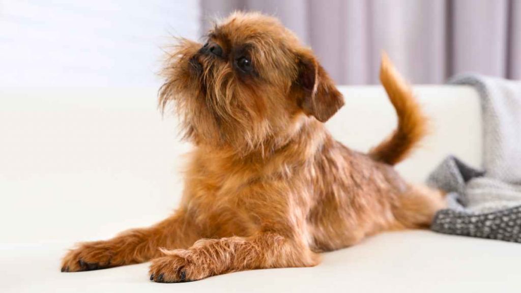 Brussels Griffon Puppies