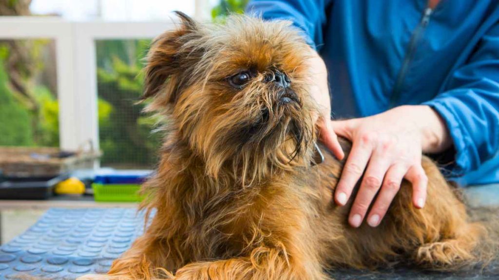 Brussels Griffon Puppies