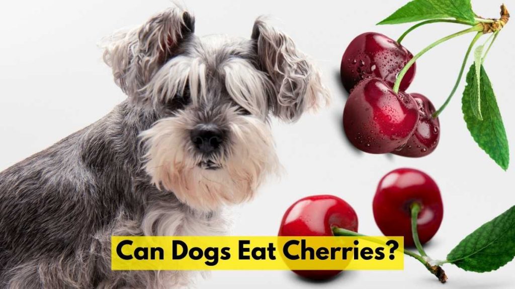 Can Dogs Eat Cherries? A Safety and Benefits Guide