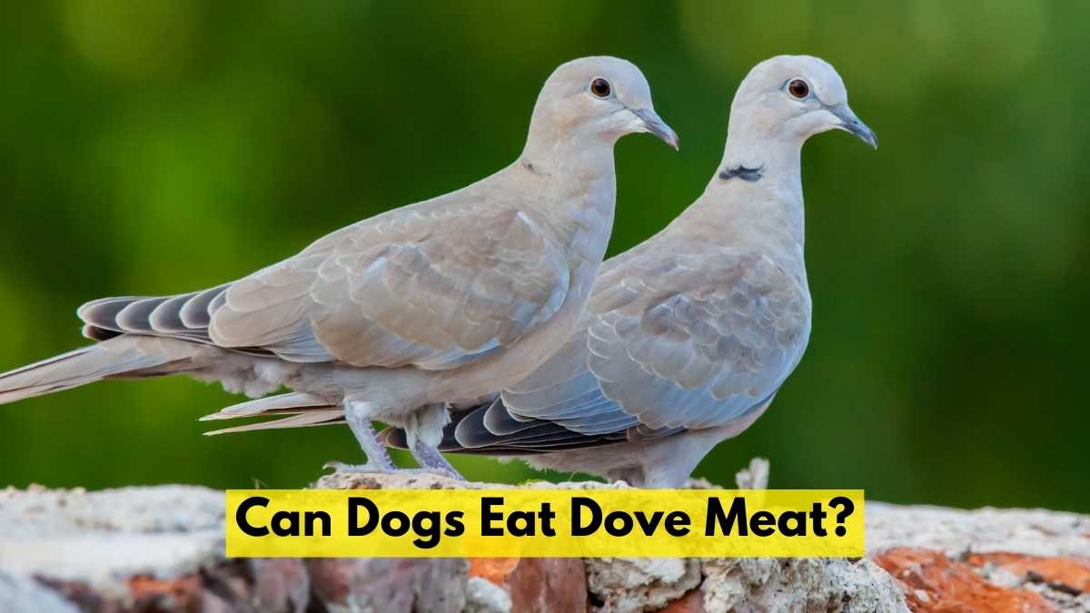 Can Dogs Eat Dove Meat