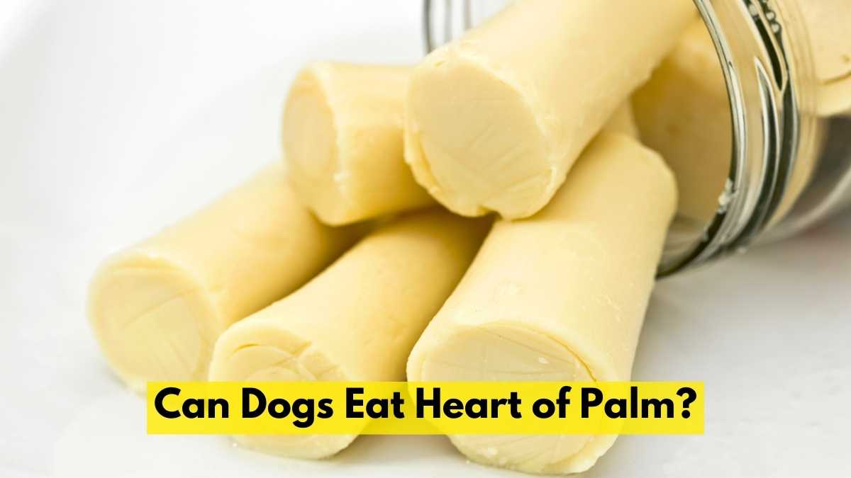 Can Dogs Eat Heart of Palm