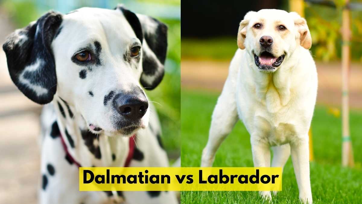 Dalmatian vs Labrador