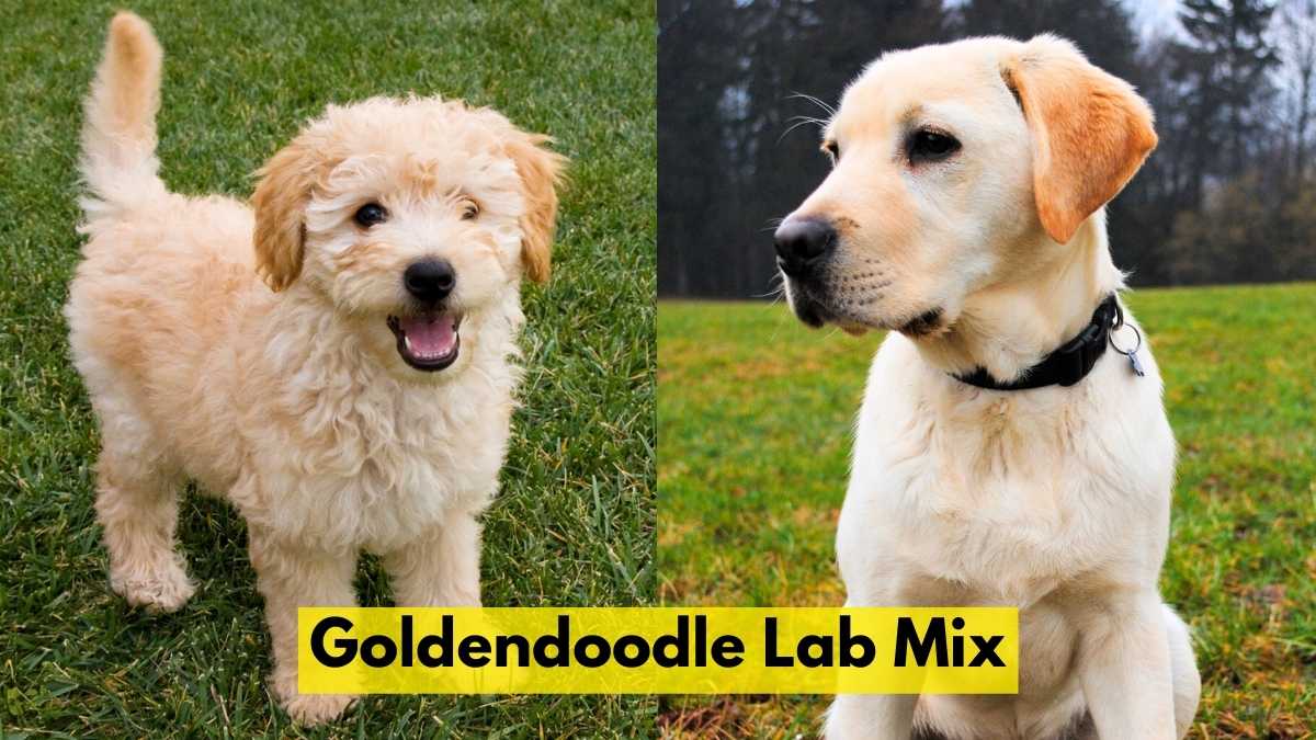 Goldendoodle Lab Mix
