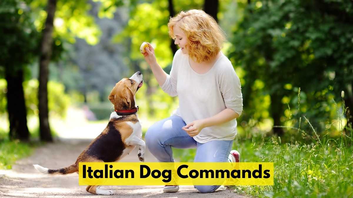Italian Dog Commands