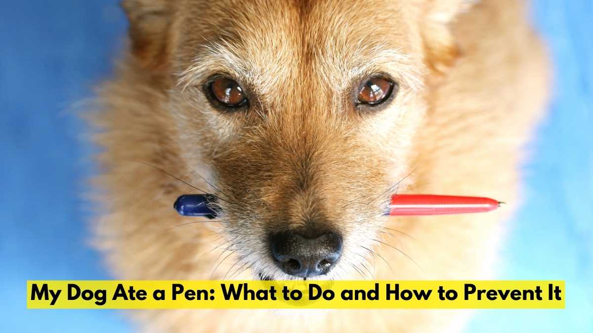 My Dog Ate a Pen