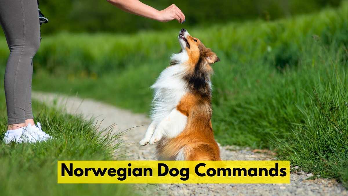 Norwegian Dog Commands